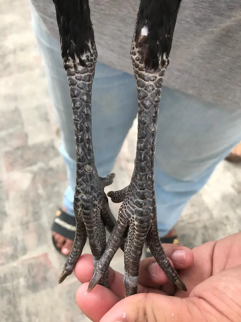 Pure Pakoye long hight pair for sale Whatsapp : 03032766741 — photo 4