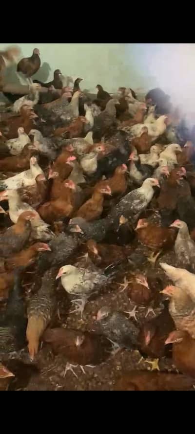 golden misri hens for sale