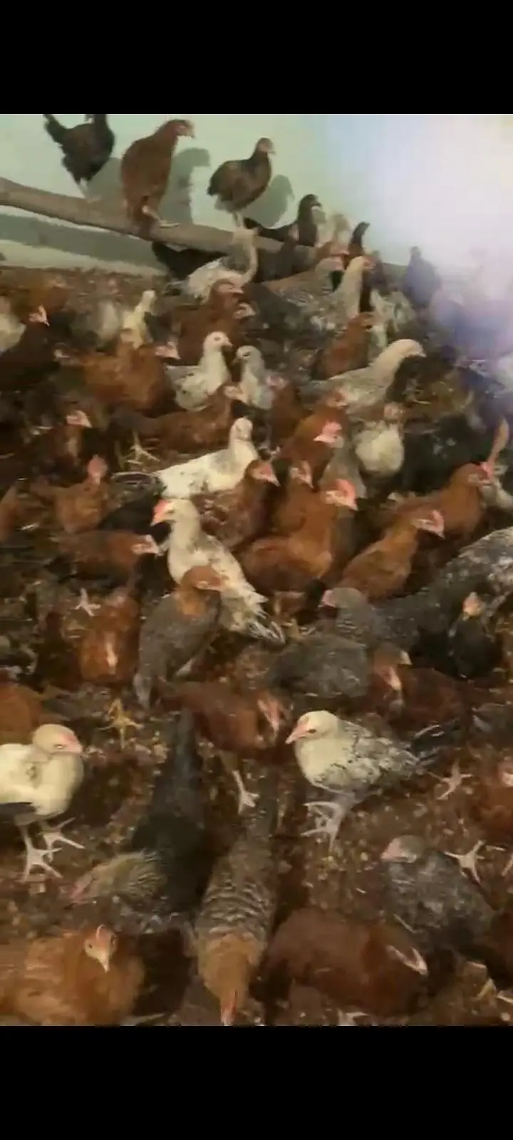 golden misri hens for sale — photo 2