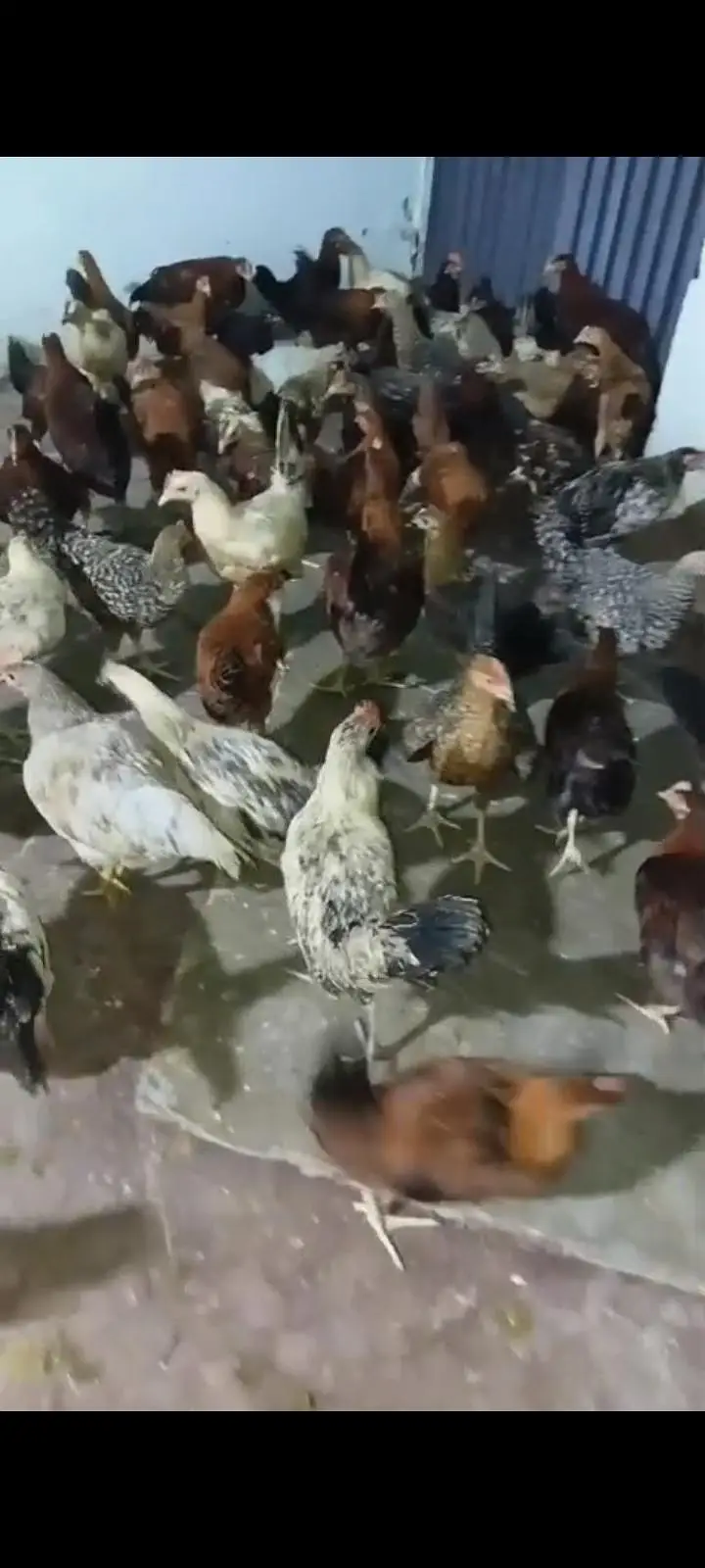 golden misri hens for sale — photo 3