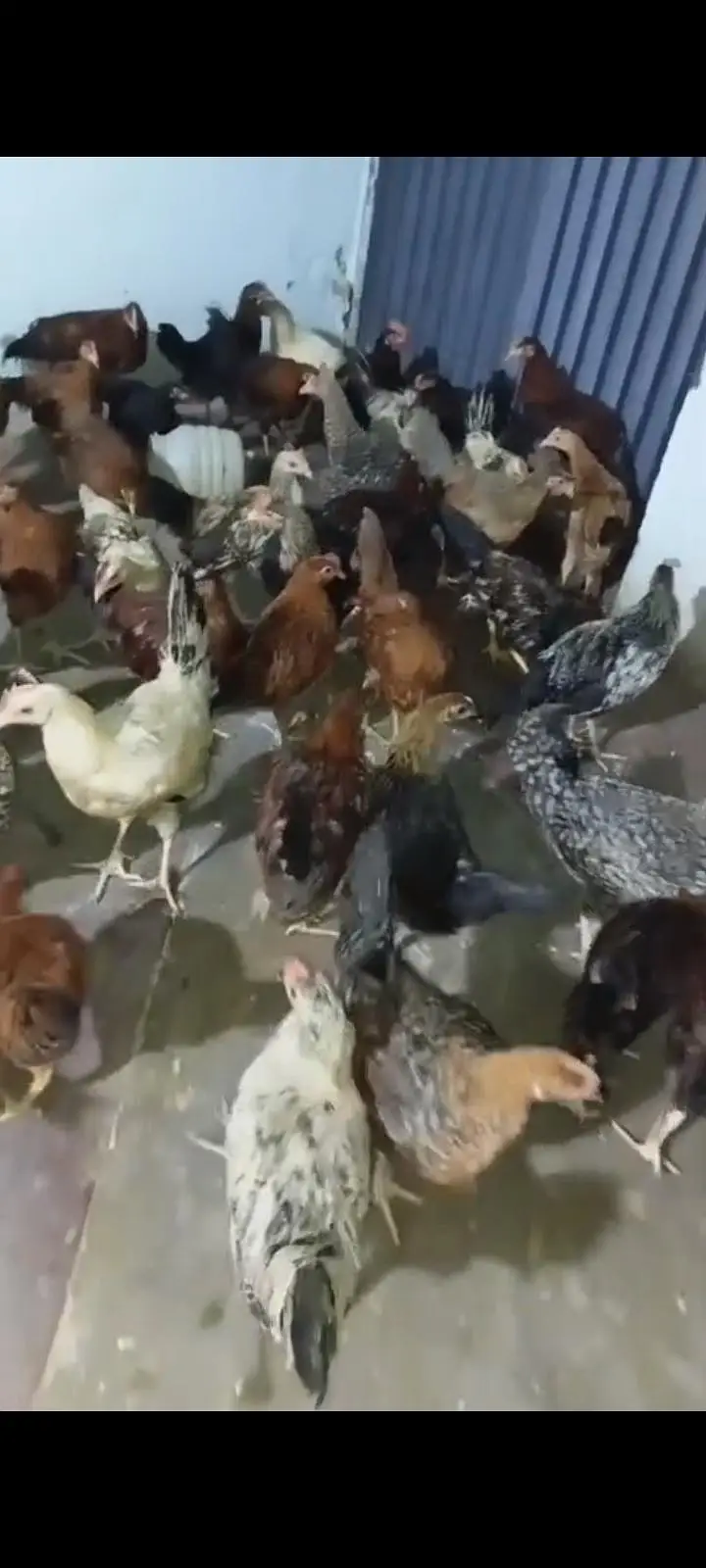 golden misri hens for sale — photo 4