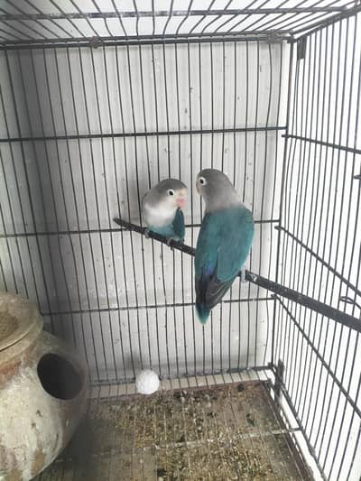 love birds