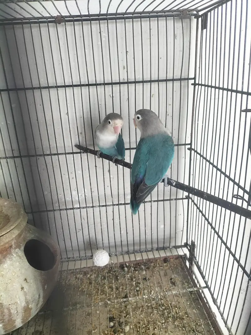 love birds — photo 2