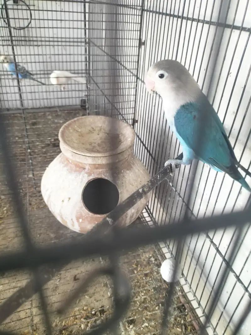 love birds — photo 3