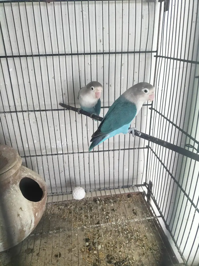 love birds — photo 4