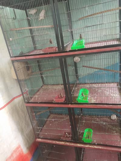Vip Bloodline birds
