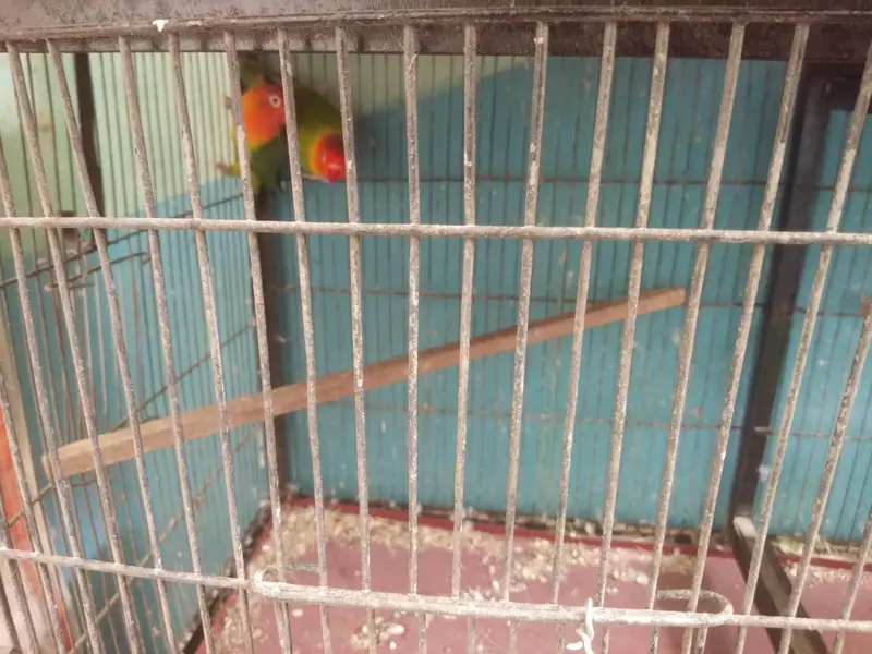 Vip Bloodline birds — photo 2