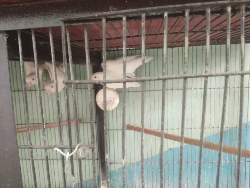 Vip Bloodline birds — photo 3
