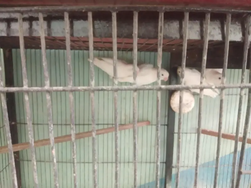 Vip Bloodline birds — photo 4