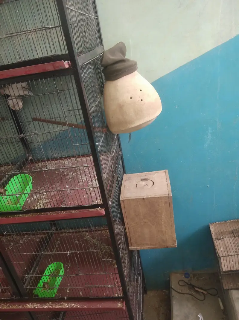 Vip Bloodline birds — photo 5