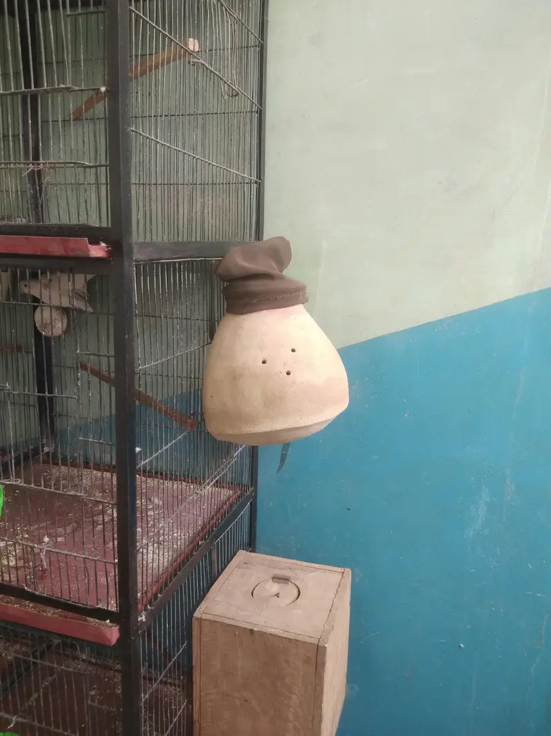 Vip Bloodline birds — photo 6
