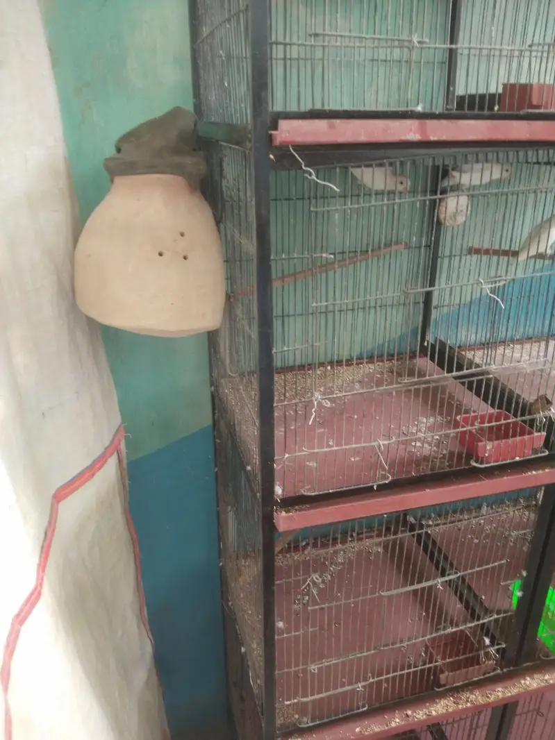 Vip Bloodline birds — photo 7