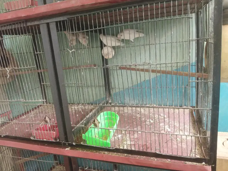 Vip Bloodline birds — photo 8