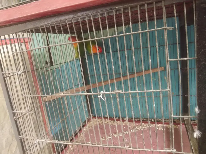 Vip Bloodline birds — photo 9