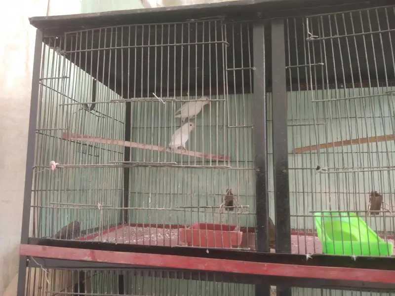 Vip Bloodline birds — photo 10