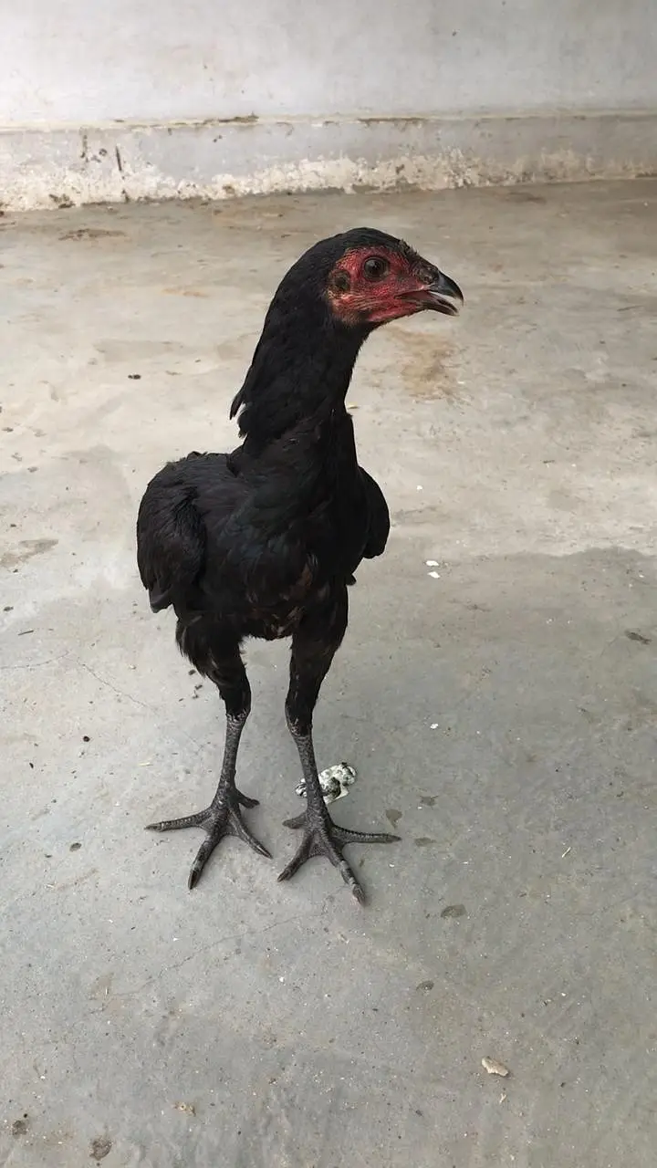 Pure Pakoye long hight pair for sale Whatsapp : 03032766741 — photo 2