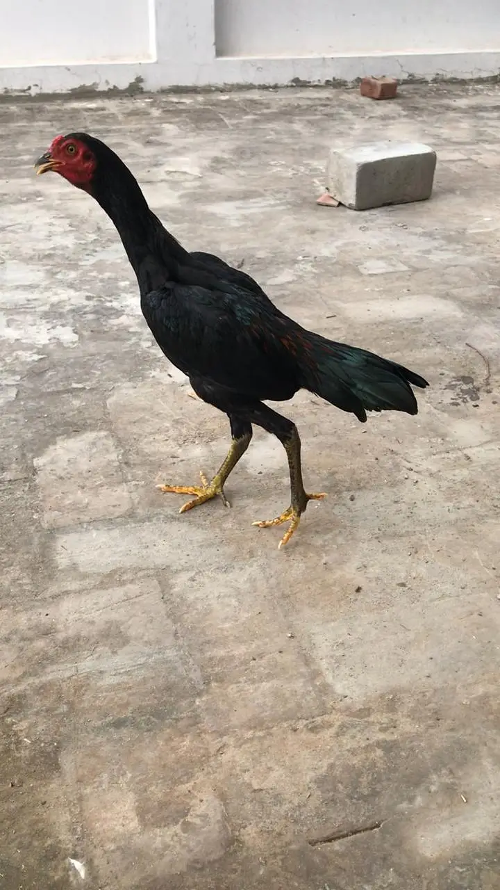 Pure Pakoye long hight pair for sale Whatsapp : 03032766741 — photo 8
