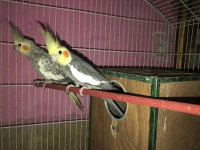 Cockatiel Breeder Family package Deal available