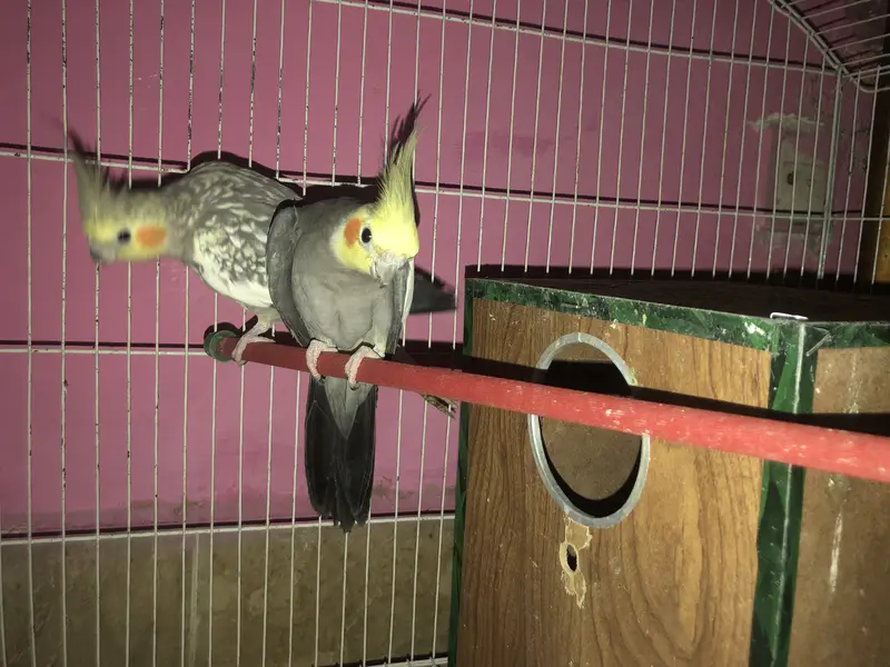Cockatiel Breeder Family package Deal available — photo 2