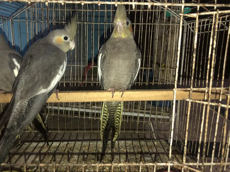 Cockatiel Breeder Family package Deal available — photo 3