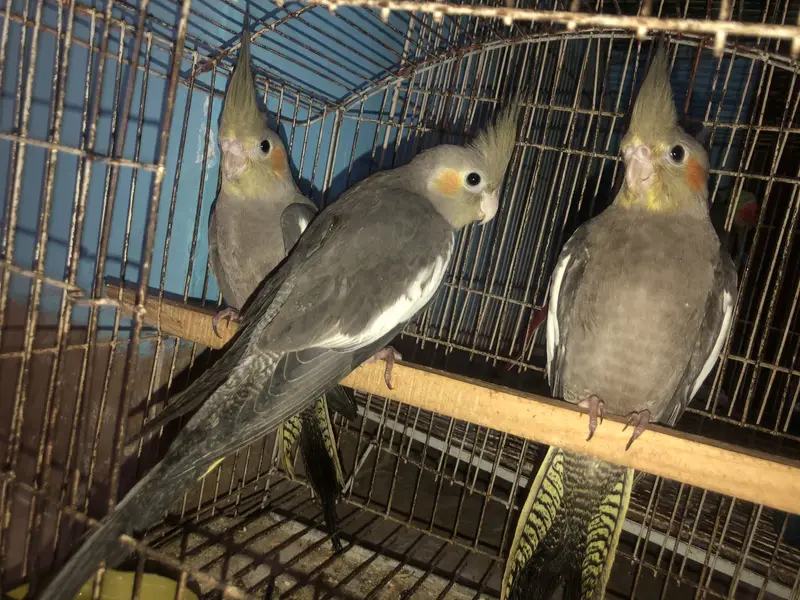 Cockatiel Breeder Family package Deal available — photo 4
