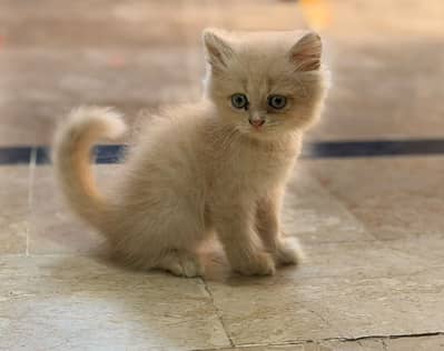 persian kitten /cute kitten | triple coated/ punch face_cute cat