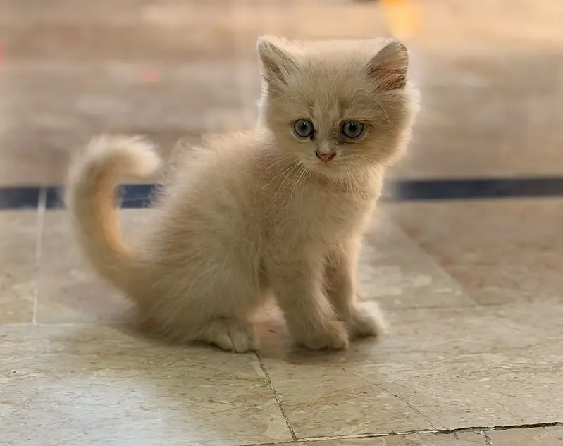 persian kitten /cute kitten | triple coated/ punch face_cute cat