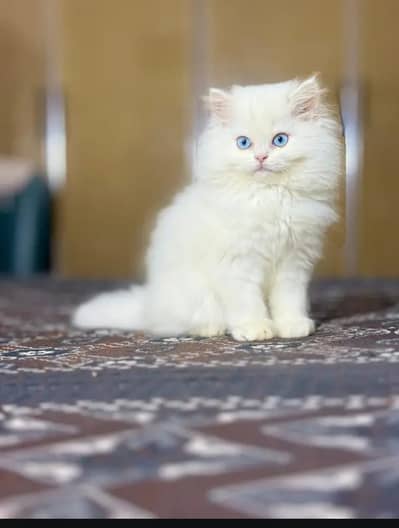 persian kitten /cute kitten | triple coated/ punch face_cute cat