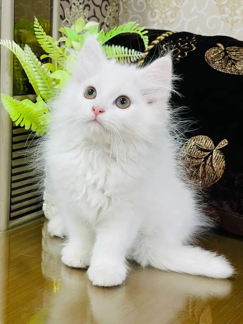 persian kitten /cute kitten | triple coated/ punch face_cute cat — photo 6