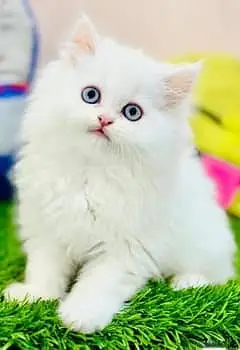 persian kitten /cute kitten | triple coated/ punch face_cute cat — photo 7