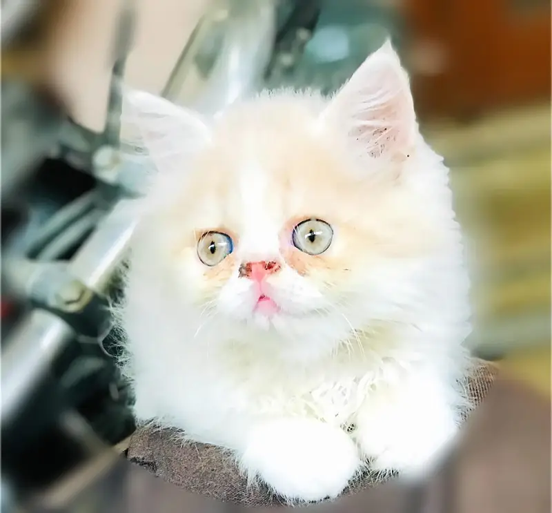 persian kitten /cute kitten | triple coated/ punch face_cute cat — photo 8