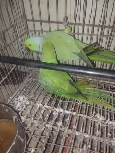 for sale