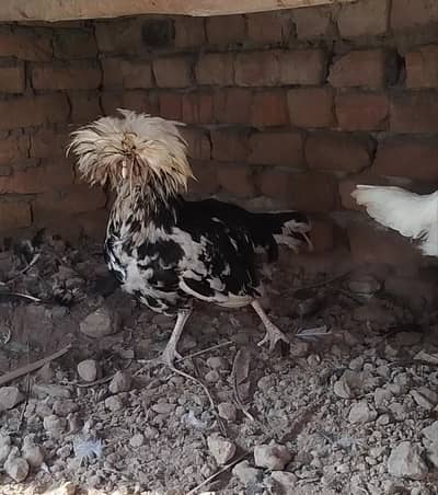 2male polish