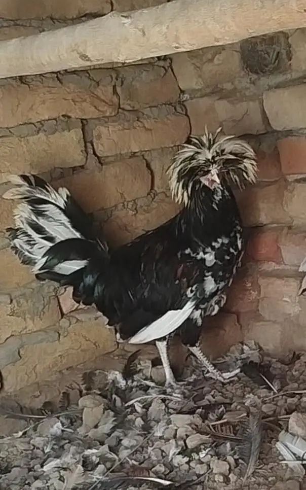 2male polish — photo 2