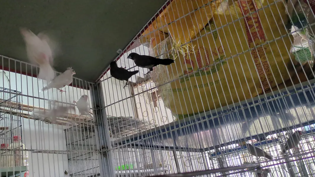 Parrots & Jawa — photo 2