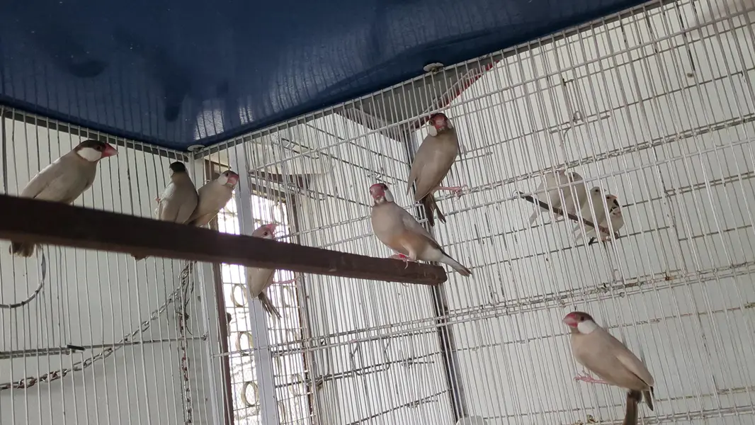 Parrots & Jawa — photo 3