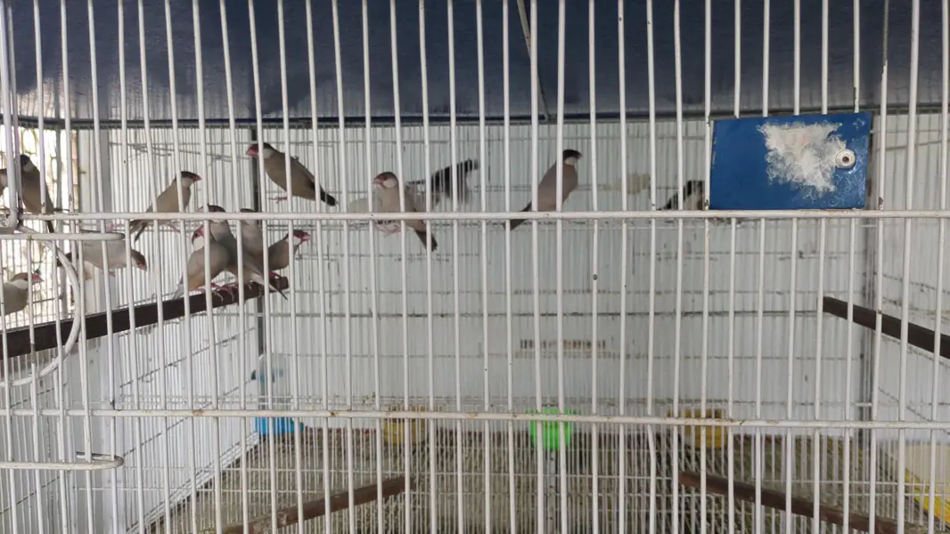 Parrots & Jawa — photo 5