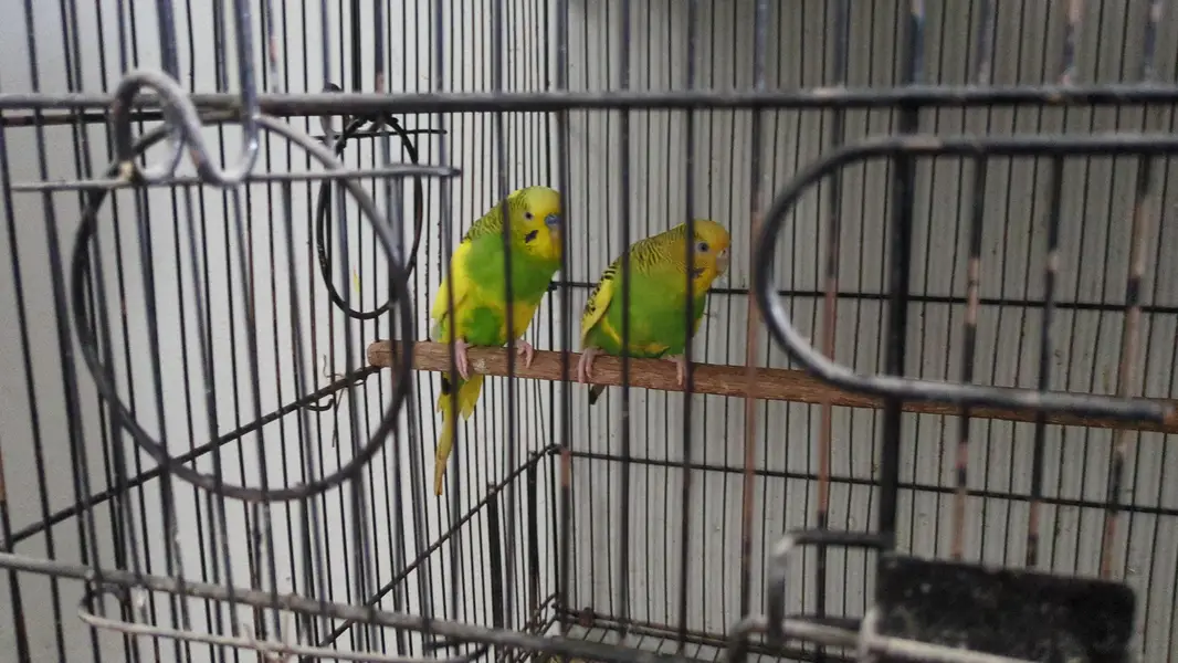 Parrots & Jawa — photo 6