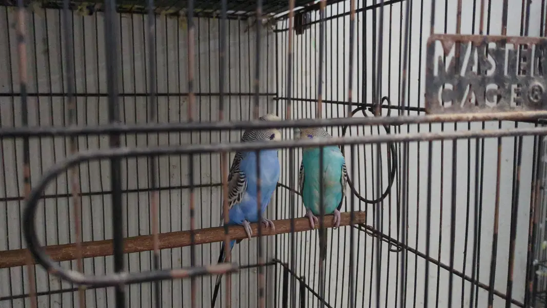 Parrots & Jawa — photo 7