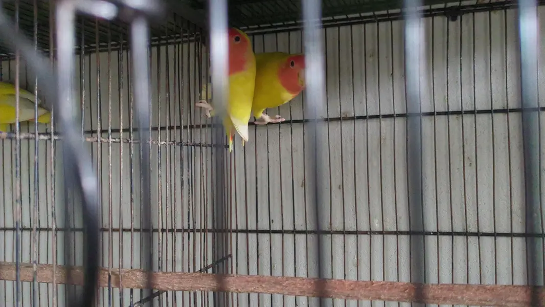 Parrots & Jawa — photo 8
