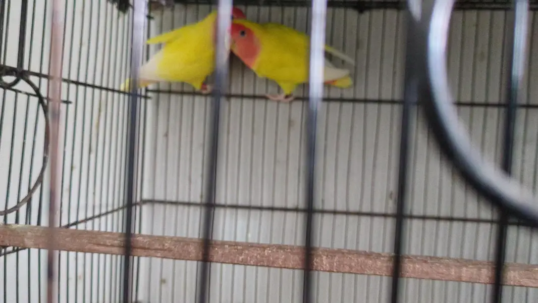 Parrots & Jawa — photo 9
