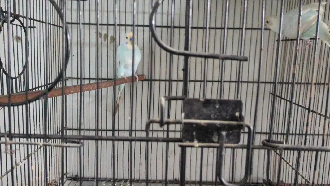 Parrots & Jawa — photo 10