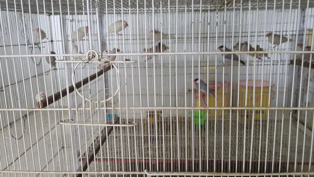Parrots & Jawa — photo 11