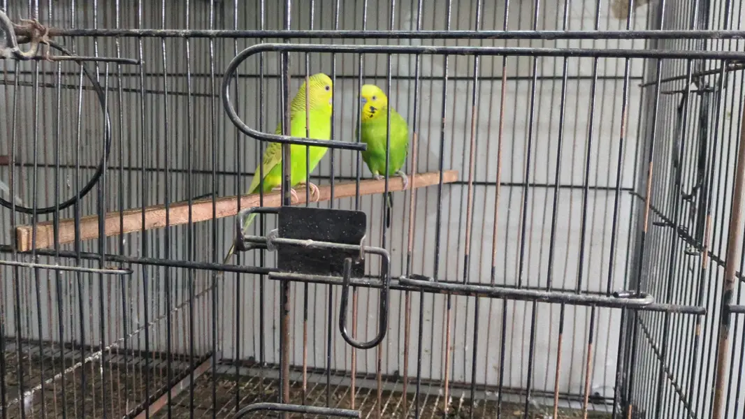 Parrots & Jawa — photo 12
