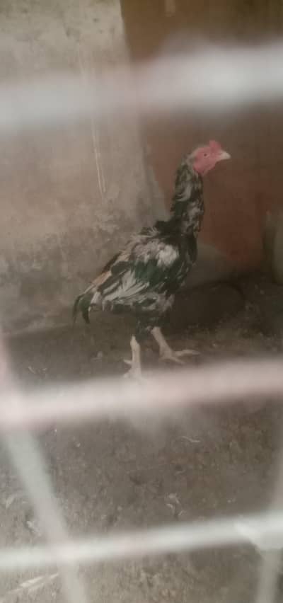Aseel murhgy or Murgi 11 adad available