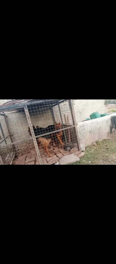 german shepherd female