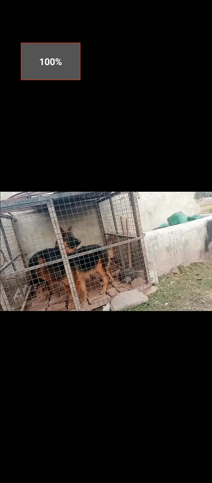german shepherd female — photo 2