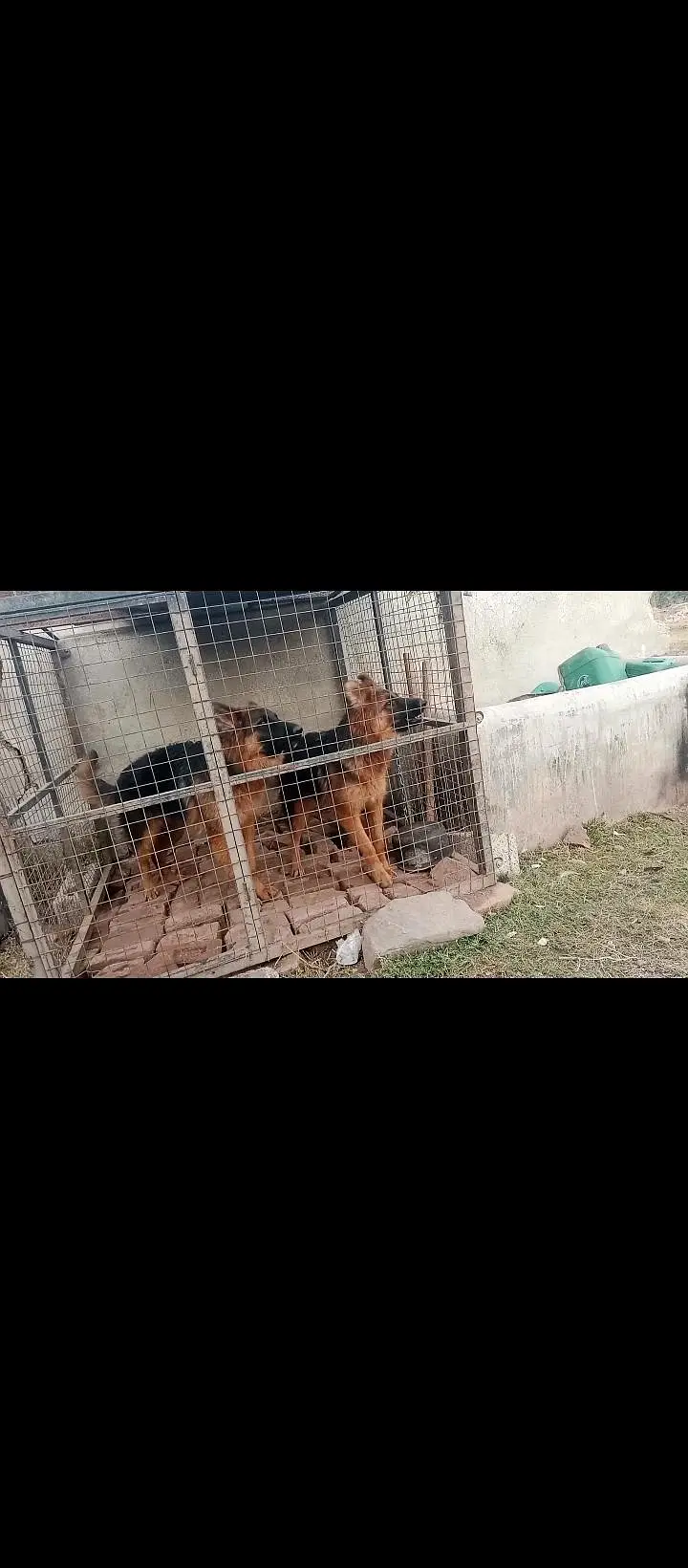 german shepherd female — photo 3