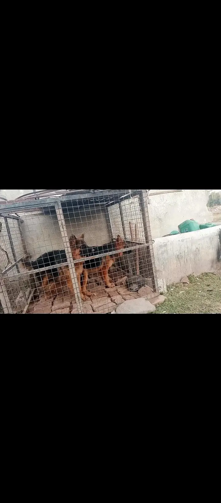 german shepherd female — photo 4