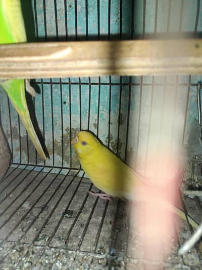 Breeder pair